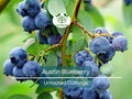 5 Austin Blueberry Live Cuttings 5-8" Unrooted Scion Fruit Tree, DIY Food Grow, Healthy Blueberry Plant for Home Garden, Homegrown Berries
