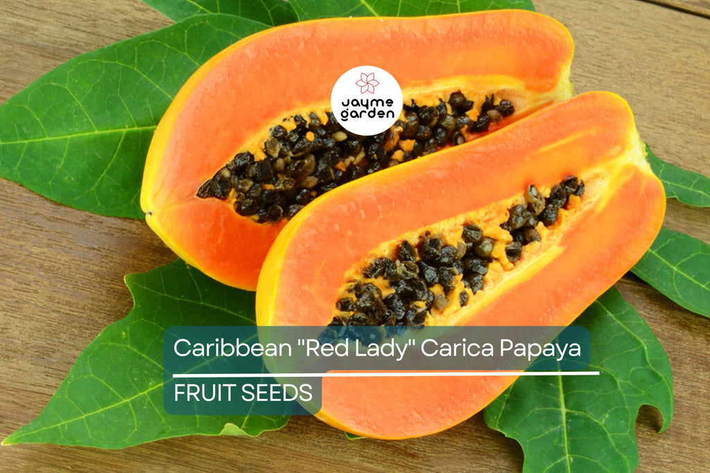 20 Caribbean Red Lady Papaya Seeds - Large Melons - Tropical Fruit Tree - Non-GMO Indoor Plant