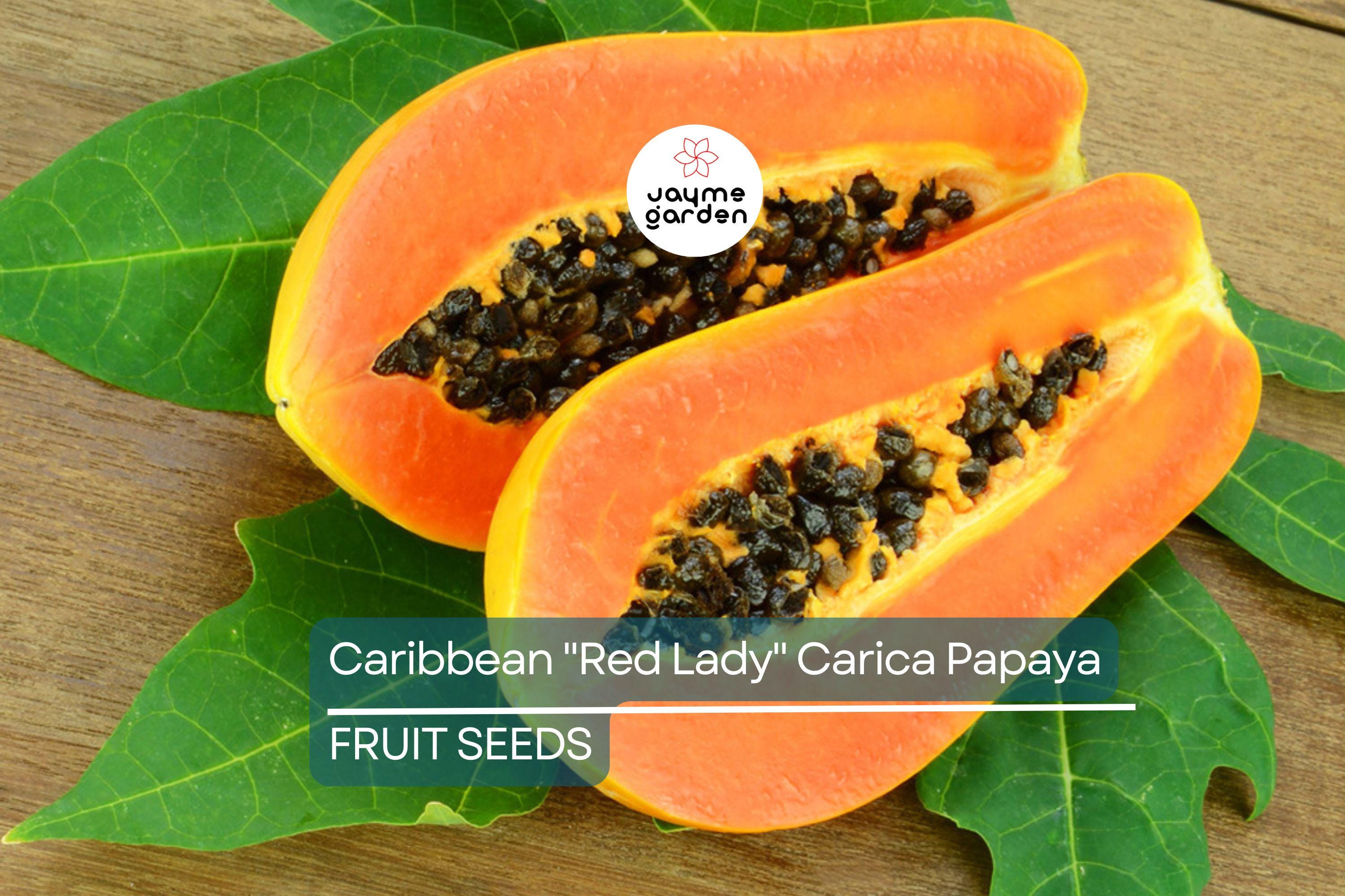 20 Caribbean Red Lady Papaya Seeds - Large Melons - Tropical Fruit Tree - Non-GMO Indoor Plant