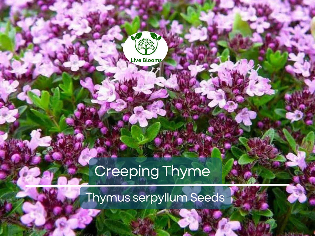 5000 Creeping Thyme Seeds | Perennial Herb & Purple Groundcover | Aromatic Low-Growing Thyme Plant for Gardens, Lawns, and Landscaping