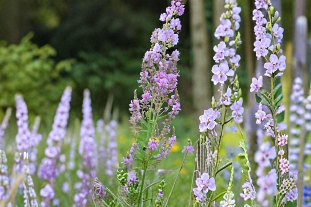 Showy Tick Trefoil – Desmodium canadense 25 Seeds | Native Perennial Wildflower | Nitrogen-Fixing | Pollinator & Wildlife Favorite