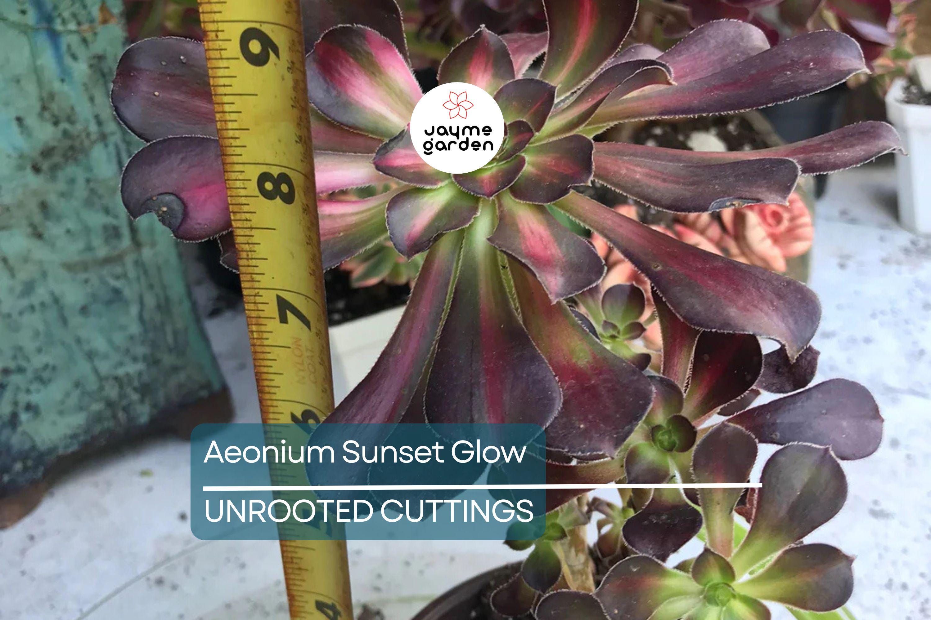 Aeonium Sunset Glow Cutting | Fresh 2.5" Head | Unique Succulent | Easy to Grow |