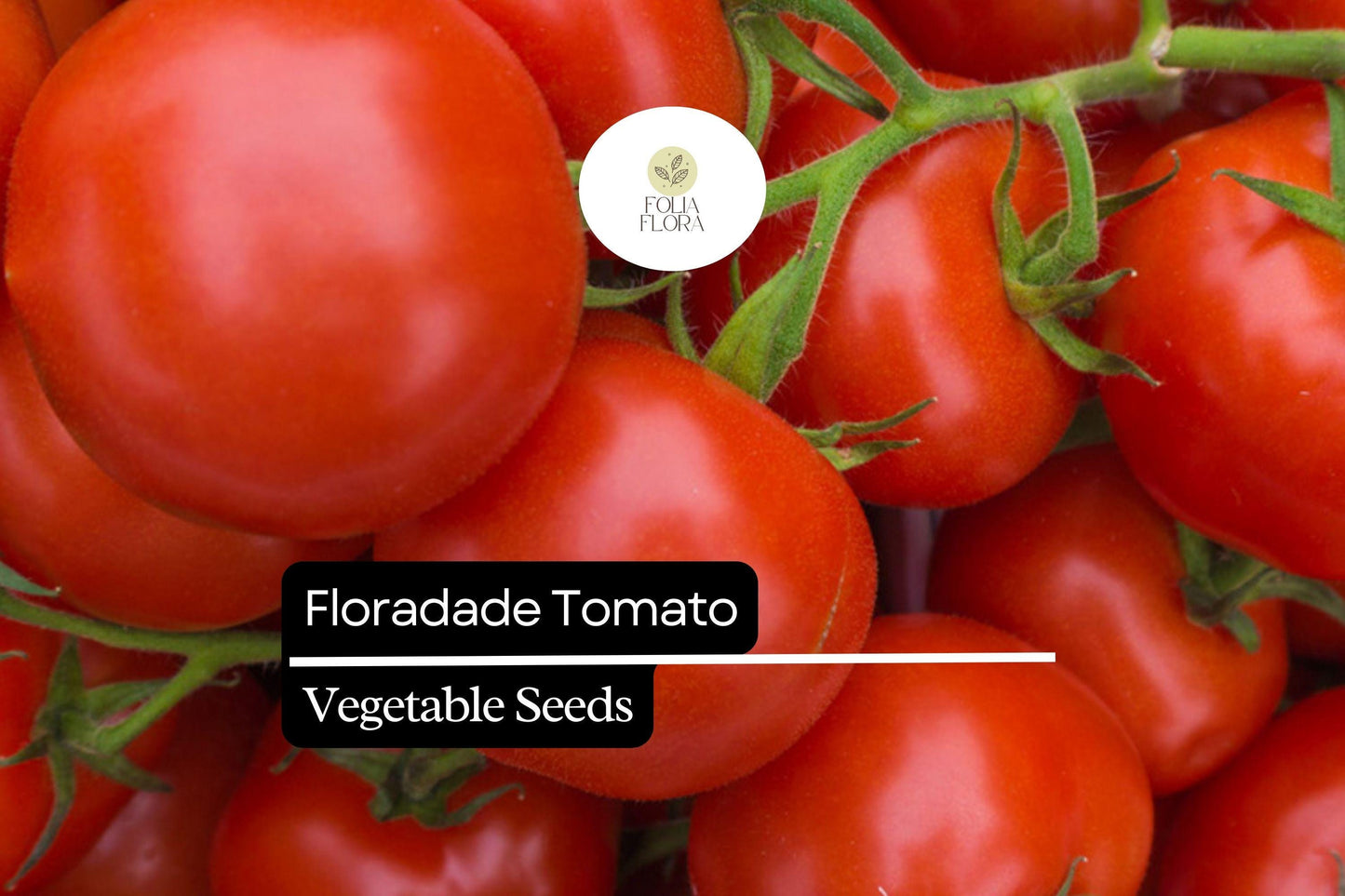50 Seeds Floradade Tomato (Solanum lycopersicum) – Heat-Tolerant, High-Yielding Variety