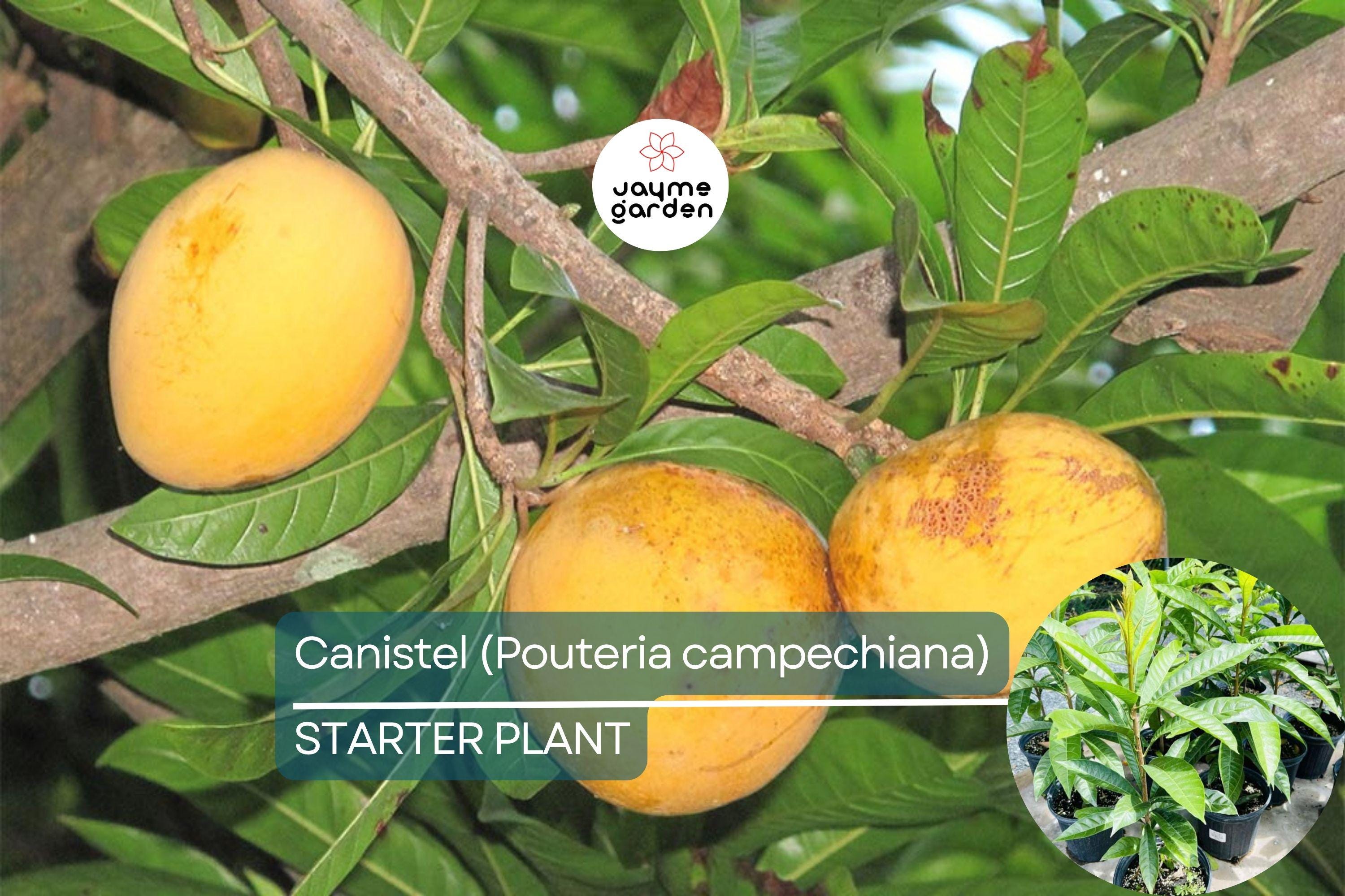 1 Canistel Tree 1-2 ft Tropical Fruit Tree | Sweet, Unique Fruit | Hardy for Tropical Gardens & Containers | Easy Care | USDA Zones 10-11