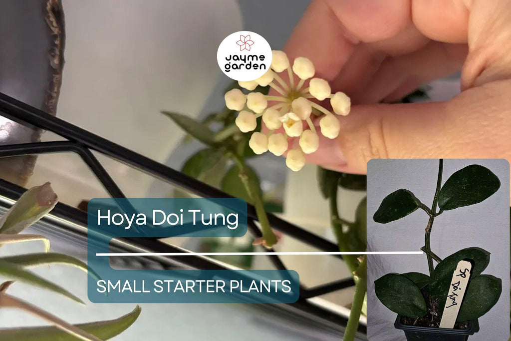Hoya Doi Tung Starter Plant - Well Rooted 7-10 Inches Tall, White Fragrant Flowers - Exotic Tropical Houseplant for Indoor & Outdoor Spaces