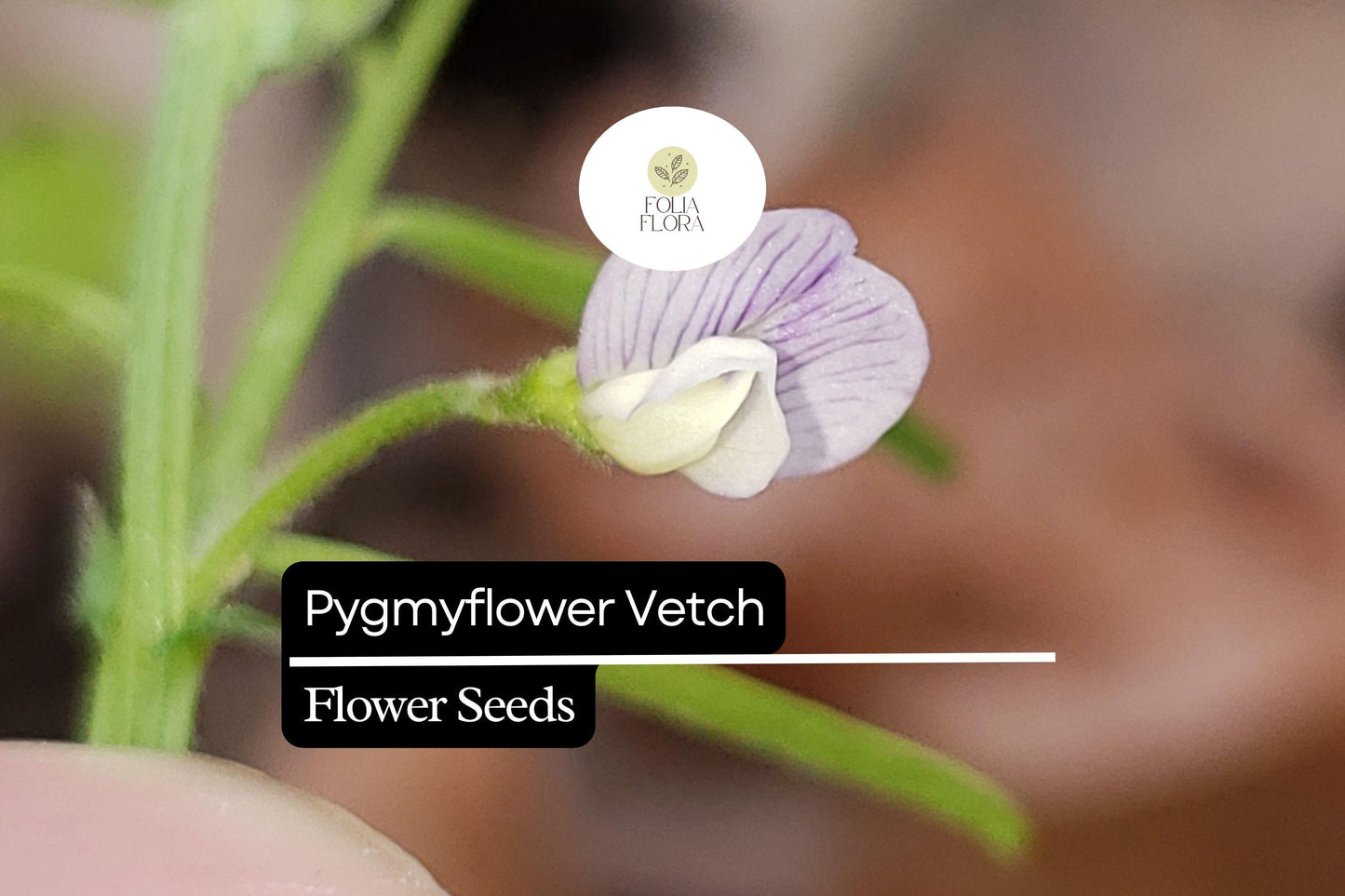 Pygmyflower Vetch Seeds (Vicia minutiflora) | 15 Seeds | Pollinator-Friendly Wildflower | Ground Cover