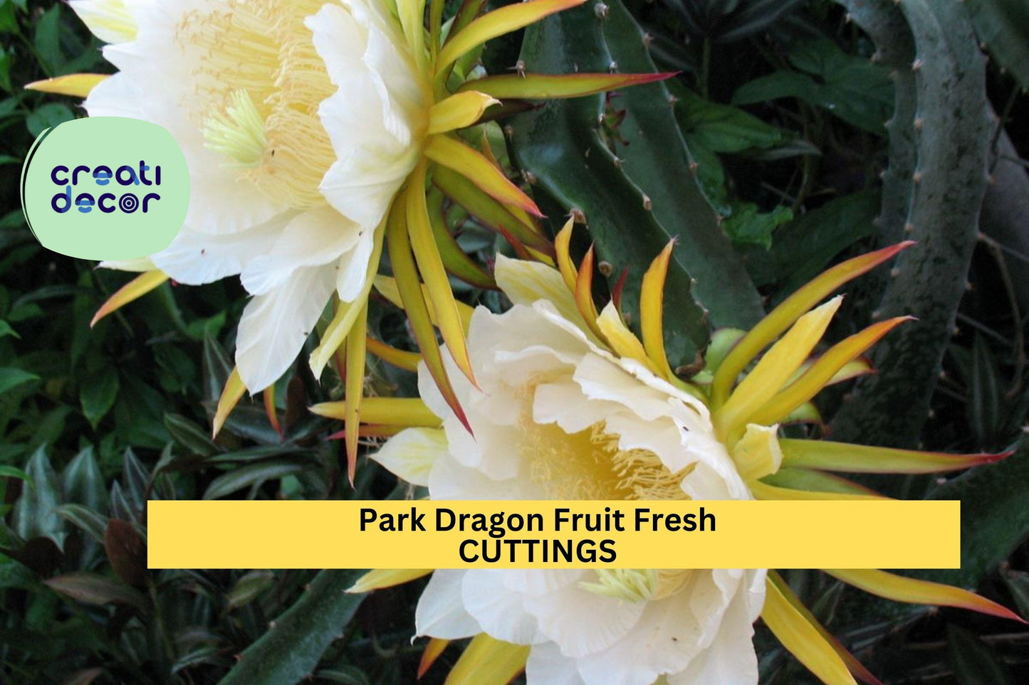 5 Park Dragon Fruit Cuttings | 8–10" Long | Self-Pollinating Variety | Hylocereus | Fresh Unrooted Starter for Tropical Garden