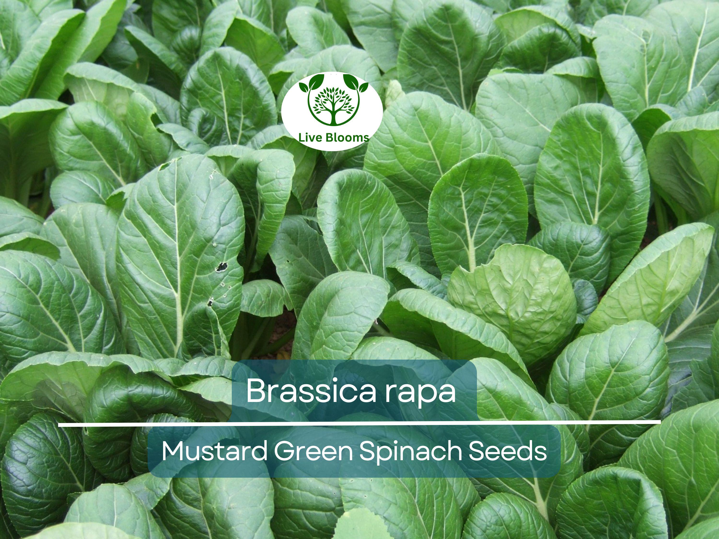 300 Seeds Mustard Green Spinach Komatsuna Tendergreen for Planting (Brassica rapa) - Healthy, Nutritious Greens for Home Gardens