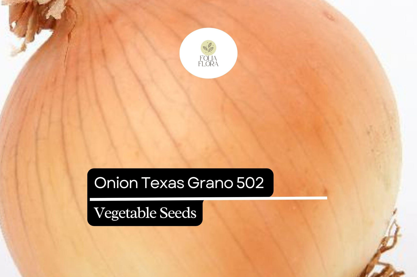 250mg Onion Texas Grano 502 Seeds Allium cepa | Sweet Globe Onion, Non-GMO, Fast-Growing, Ideal for Mild Flavors and Fresh Use