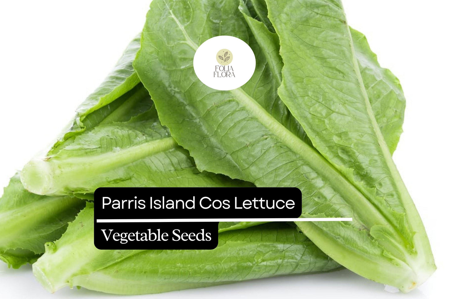 1000 Parris Island Cos Lettuce Seeds – Lactuca sativa – Heirloom Romaine, Crisp & Sweet, Heat-Tolerant, Easy to Grow