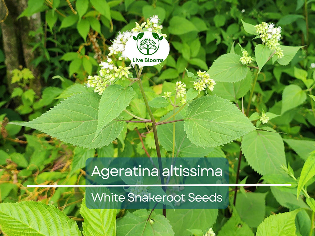 500 Ageratina Altissima White Snakeroot Seeds, Native Perennial, White Flowers, Pollinator-Friendly, Woodland Garden