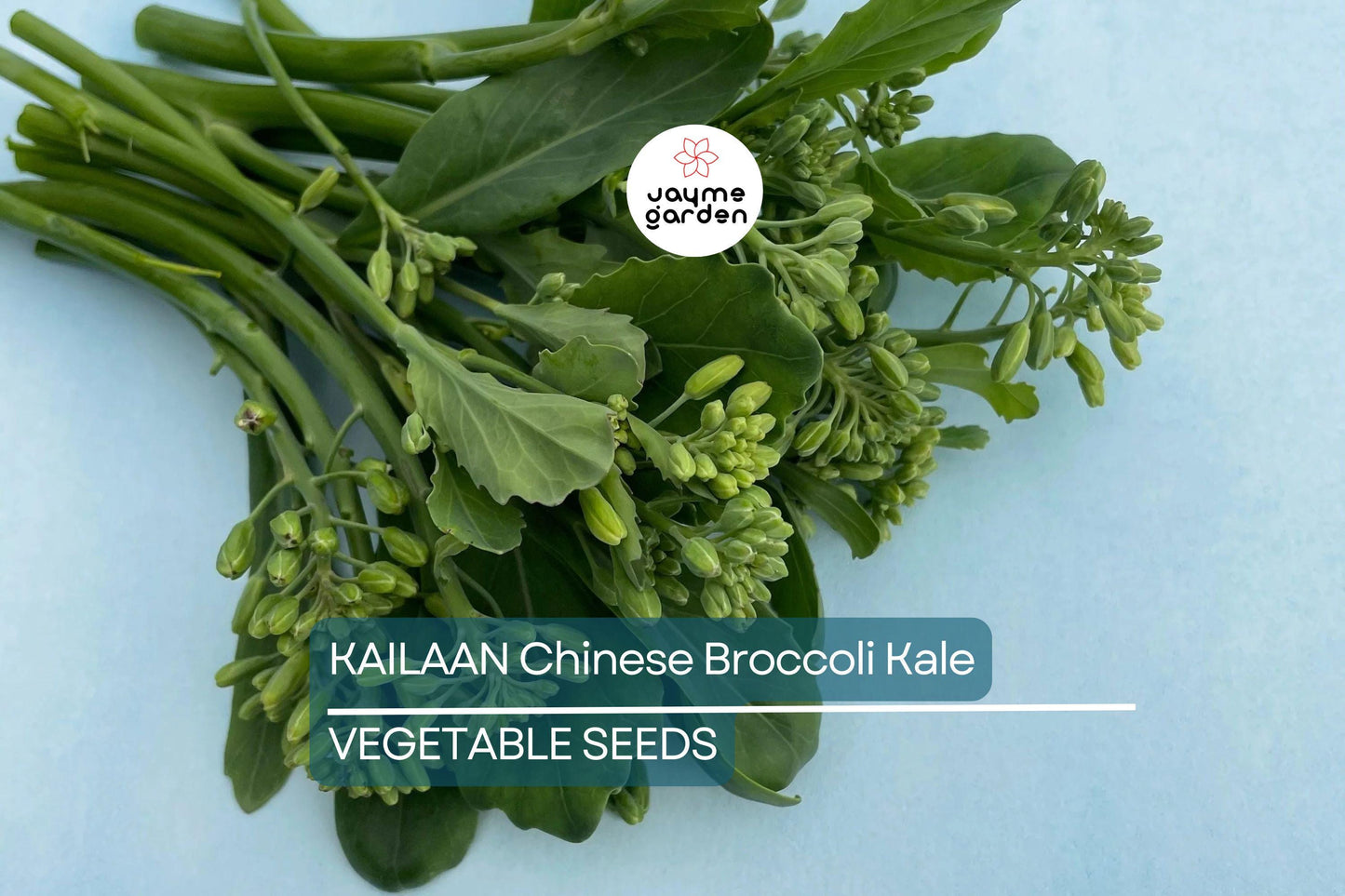 125 Kailaan Chinese Broccoli Seeds - Heirloom Gai Lan - Kai Lan - Asian Greens - Chinese Kale - Fast-Growing Leafy Veg