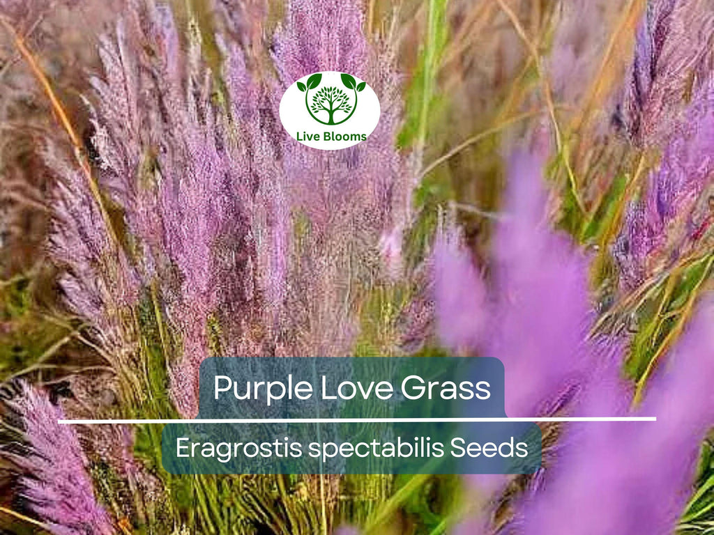 500 Purple Love Grass Seeds (Eragrostis spectabilis) | Ornamental Flowering Lovegrass, Hardy, Beautiful Purple Blooms for Gardens