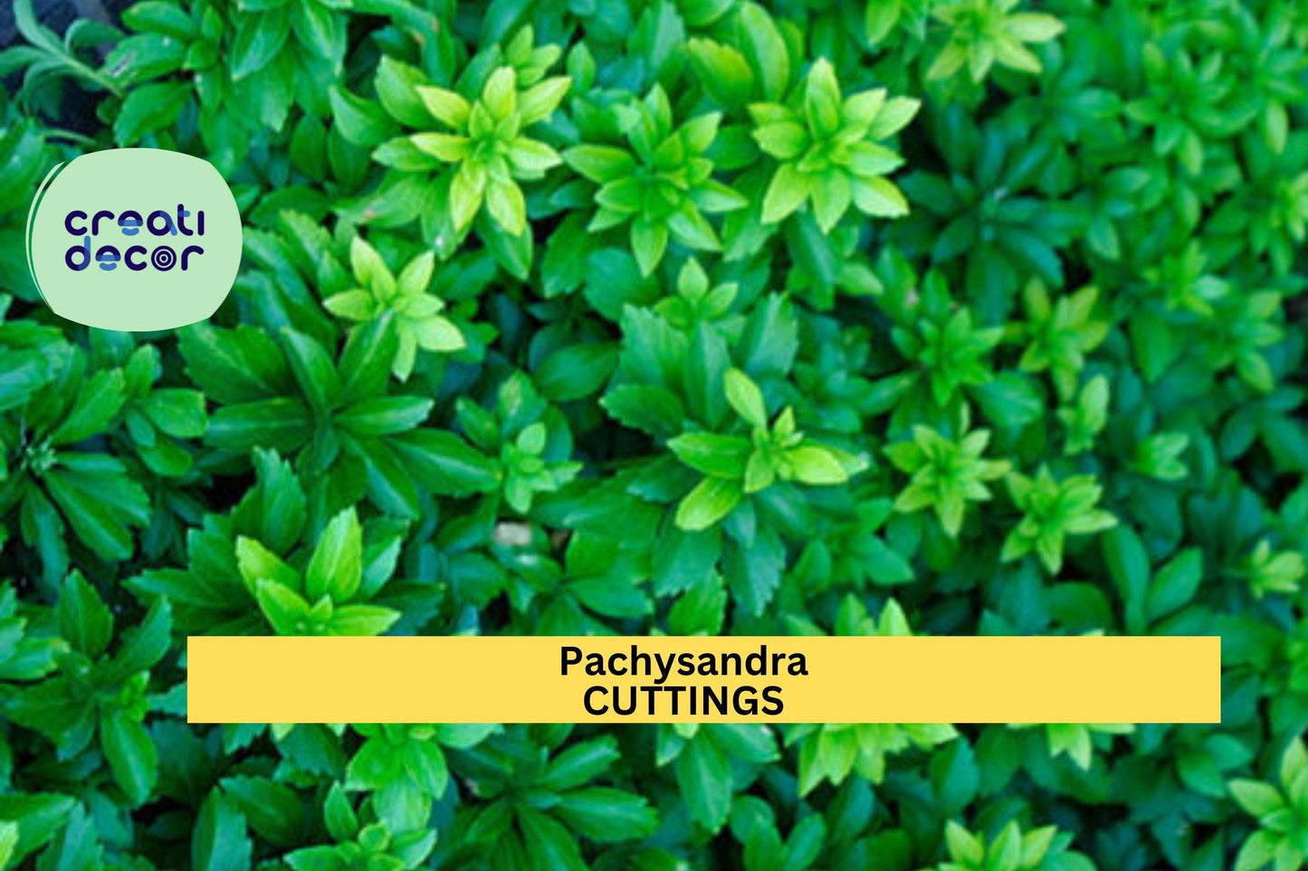 10 Pachysandra Cuttings | Japanese Spurge Ground Cover | Evergreen Perennial | Shade-Loving Plant | Easy Rooting | Garden Border Filler
