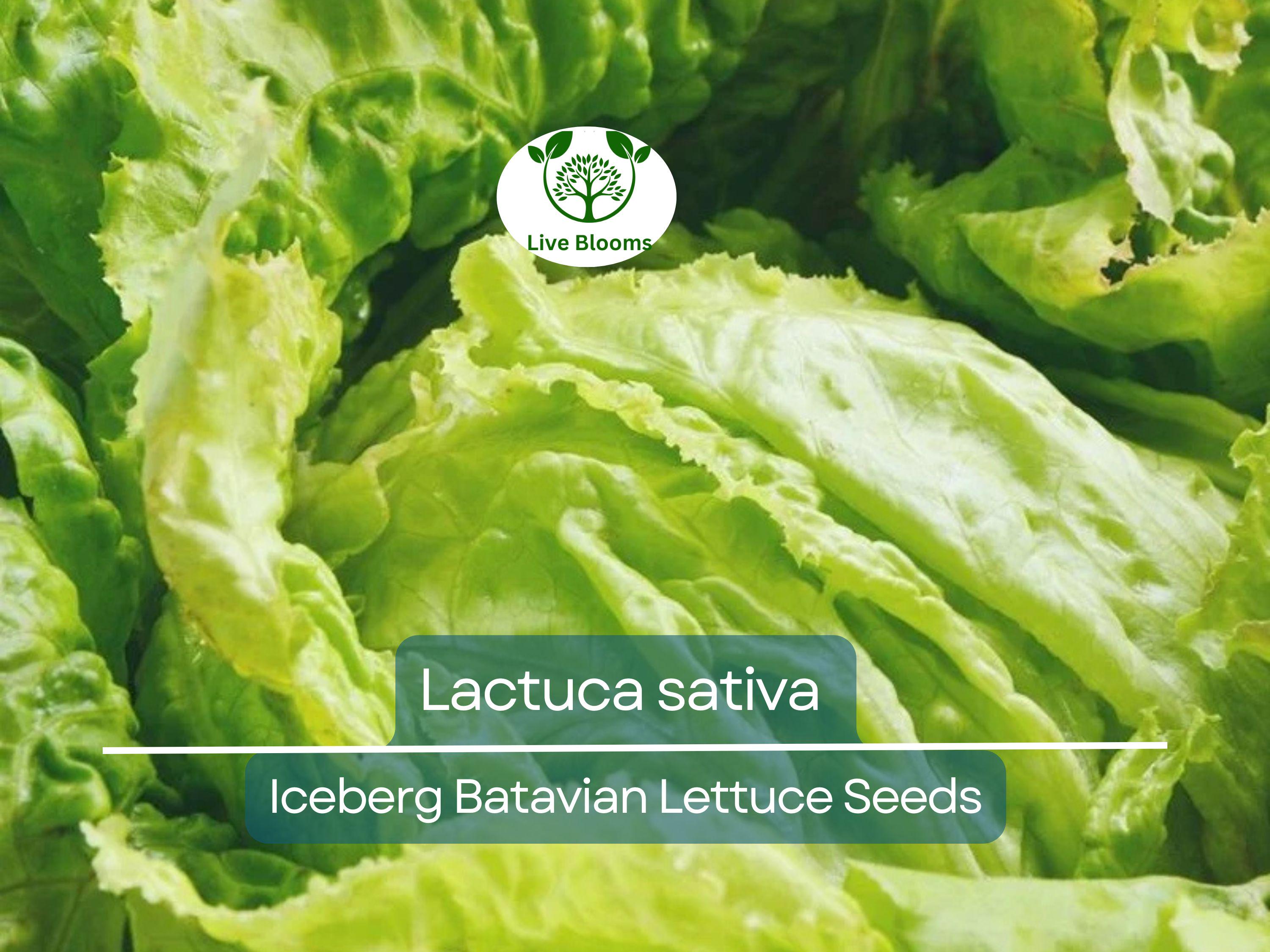 700 Seeds Iceberg Batavian Lettuce – Lactuca sativa | Heirloom Heading Lettuce Seeds for Planting & Crisp, Fresh Harvests