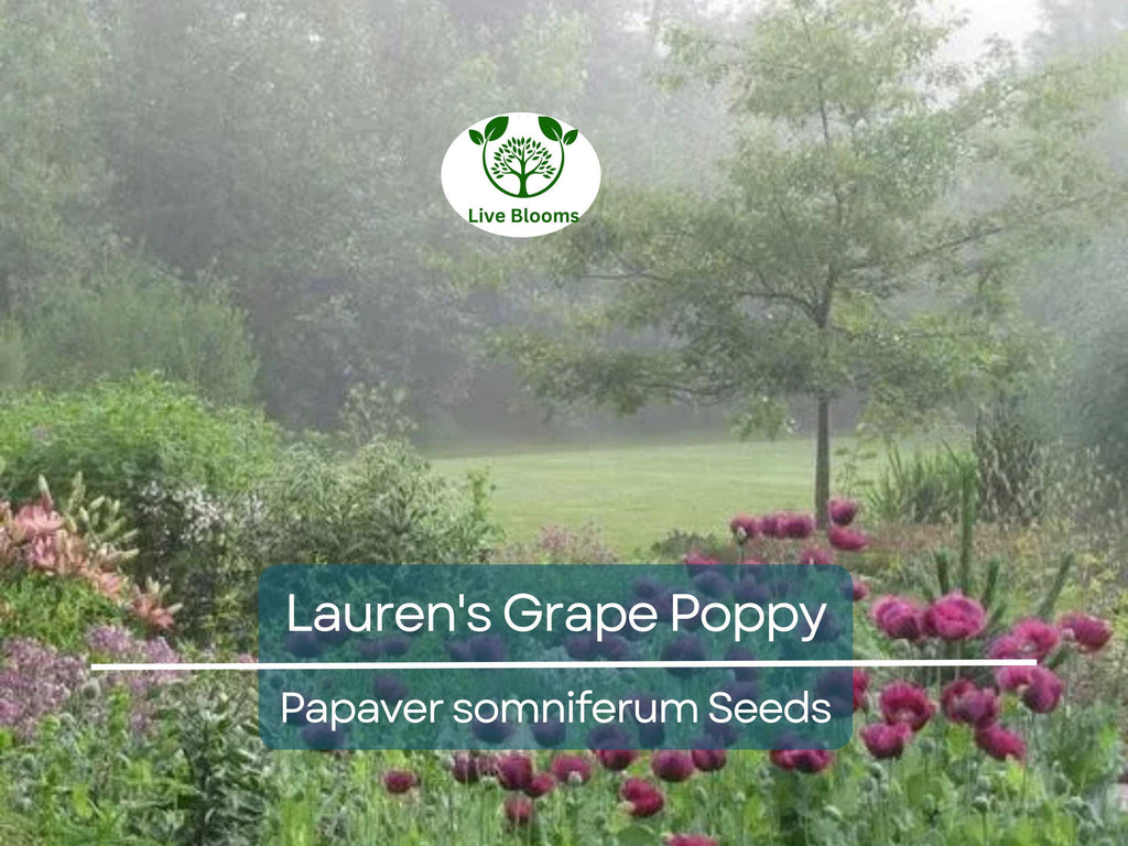 500 Seeds Poppy LAUREN'S GRAPE (Papaver somniferum) Purple Poppies, Attracts Bees & Butterflies, Non-GMO, Gorgeous Garden Flowers