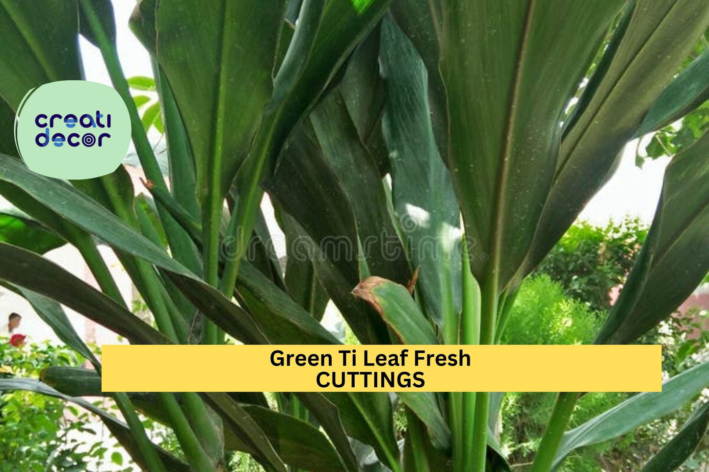 10 Hawaiian Green Ti Leaf Cuttings – 6" Starter Logs | Cordyline fruticosa Stems for Tropical Landscaping, Potted Plants, or Borders