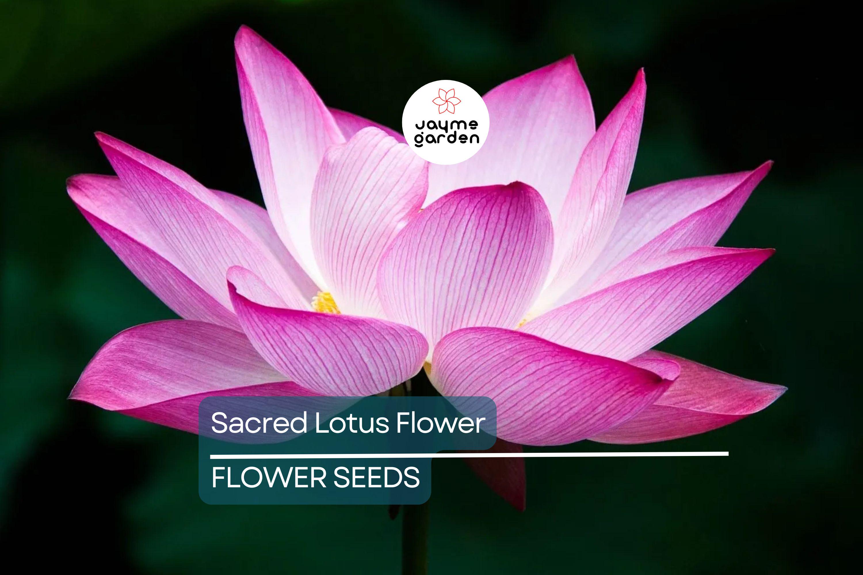 5 Sacred Lotus Flower Seeds (Nelumbo nucifera) – Edible Aquatic Water Lily