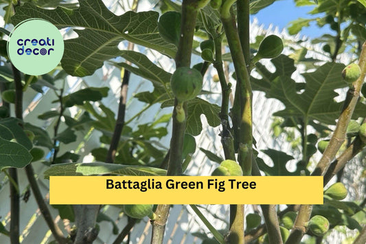 Battaglia Green Fig Tree Cuttings – 2 Fresh Ficus carica Cuttings for Rooting – Premium Green Fig Variety for Home Gardens