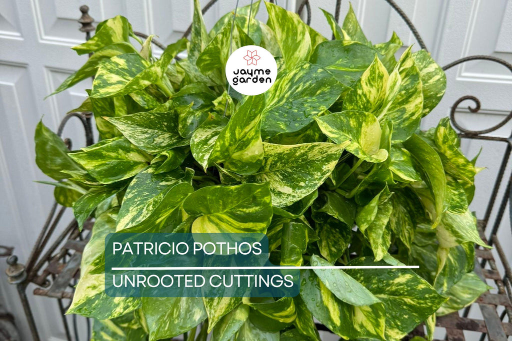 Rare Patricio Pothos Cutting - Highly Variegated Hybrid Golden - Unrooted with 2+ Nodes - Indoor/Outdoor Houseplant
