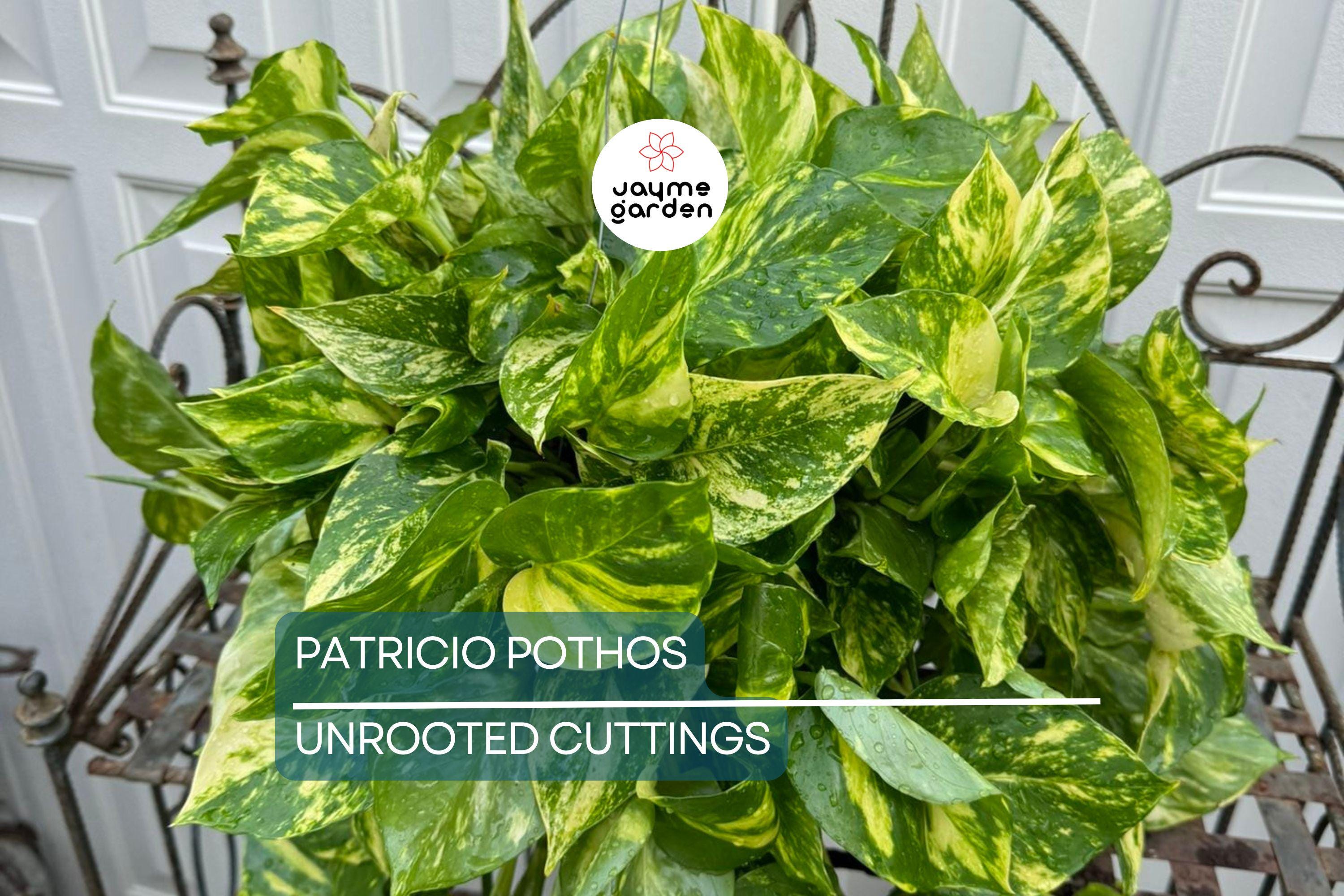 Rare Patricio Pothos Cutting - Highly Variegated Hybrid Golden - Unrooted with 2+ Nodes - Indoor/Outdoor Houseplant