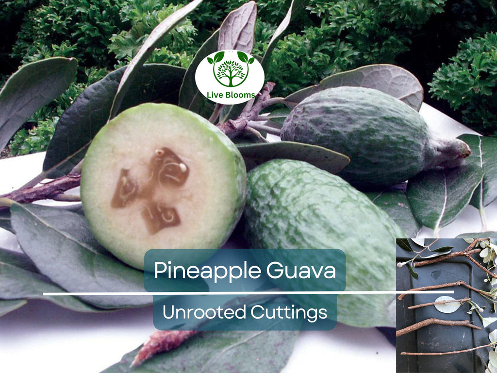 4 Unrooted Cuttings 6-8" Pineapple Guava Tree (Feijoa sellowiana) for Propagation – Tropical Fruit Tree