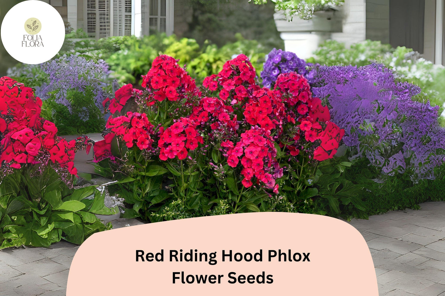 100+ Red Riding Hood Phlox Seeds – Phlox paniculata, Bright Red Perennial Garden Flowers