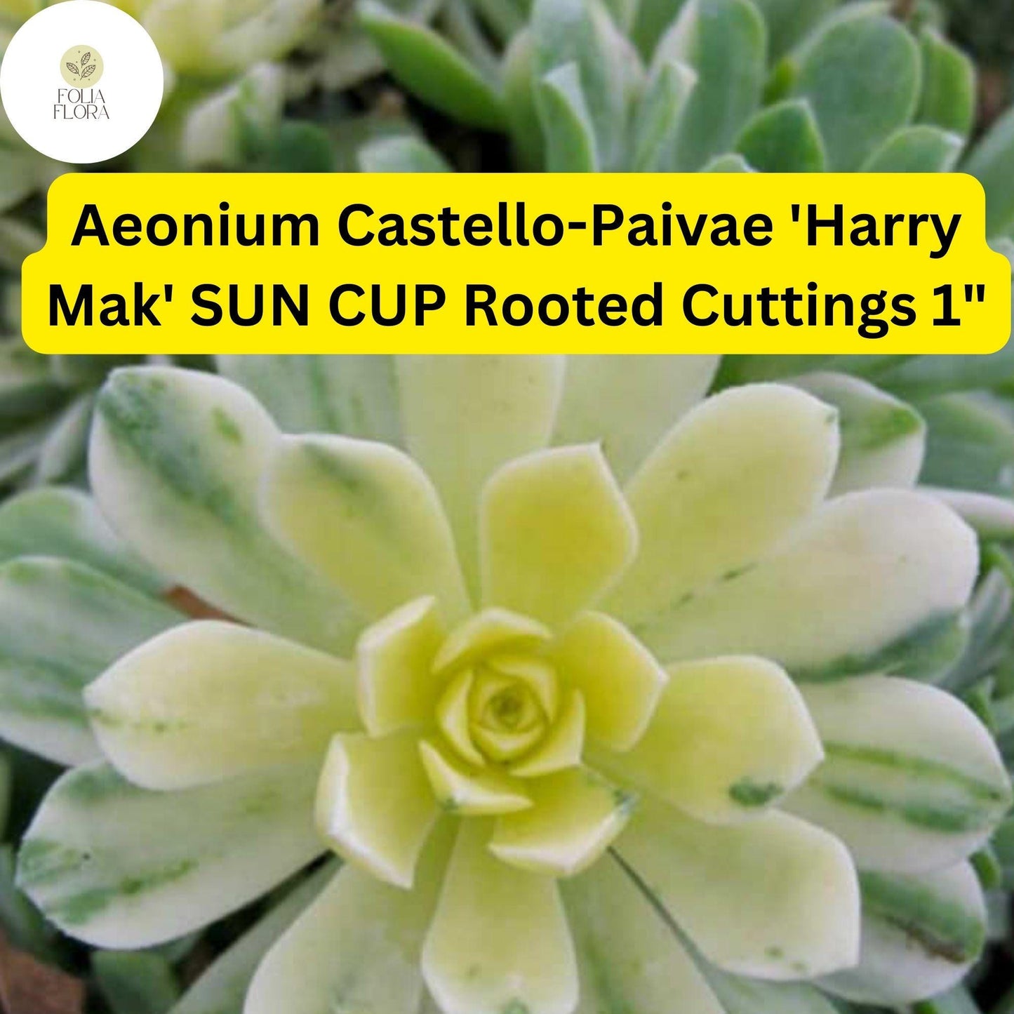 Aeonium castello-paivae ‘Harry Mak’ Sun Cup | 3 Rooted Cuttings 1" Live Succulent Plants | Variegated Rosettes