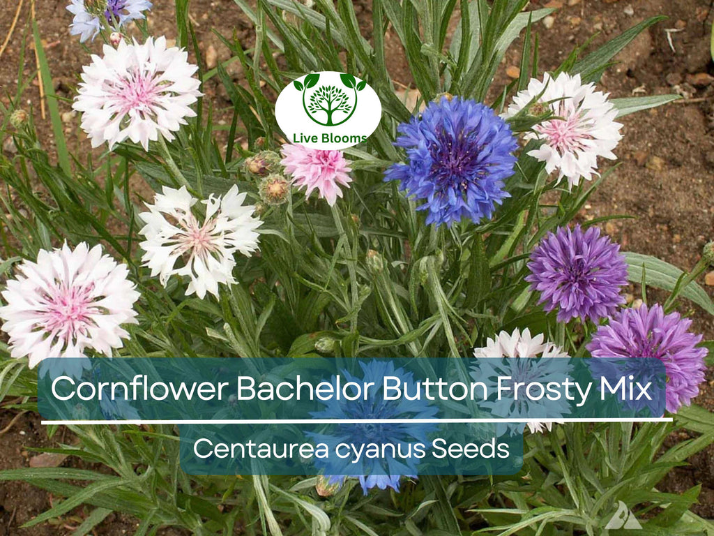 200 Seeds Cornflower Bachelor Button Frosty Mix, Heirloom, Non-GMO, Pollinators, Blue & White Flowers, Wildflower, Garden Plant, Easy Grow
