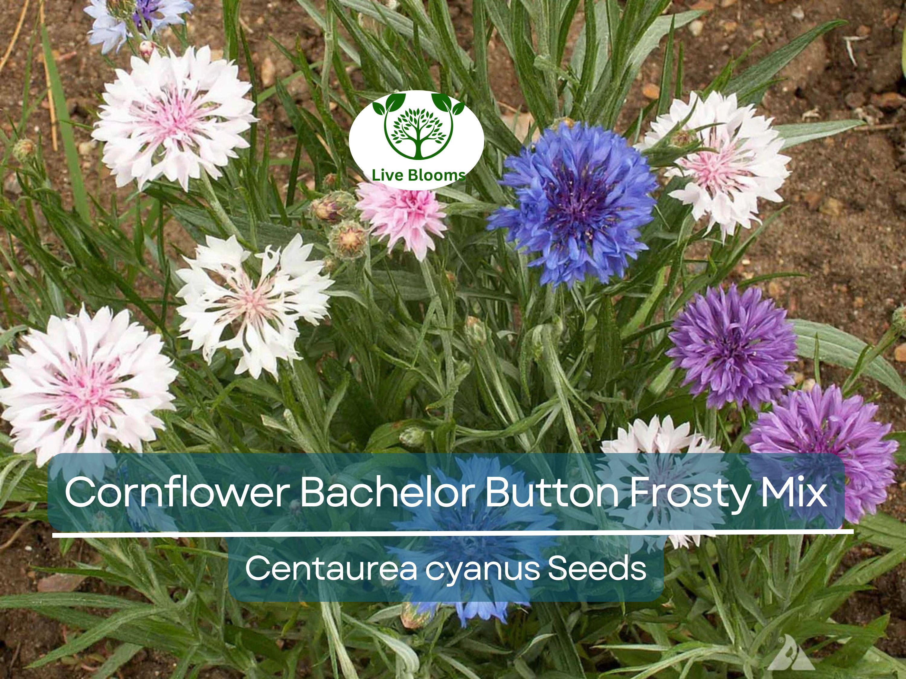200 Seeds Cornflower Bachelor Button Frosty Mix, Heirloom, Non-GMO, Pollinators, Blue & White Flowers, Wildflower, Garden Plant, Easy Grow