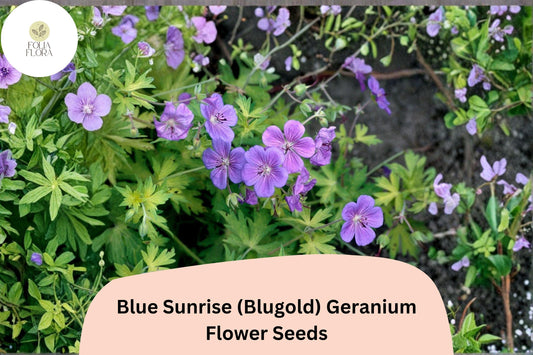 25+ Blue Sunrise (Blugold) Geranium Seeds: Hardy Perennial Garden Plant, Violet-Blue Blooms, Easy to Grow, Ideal for Pots & Borders