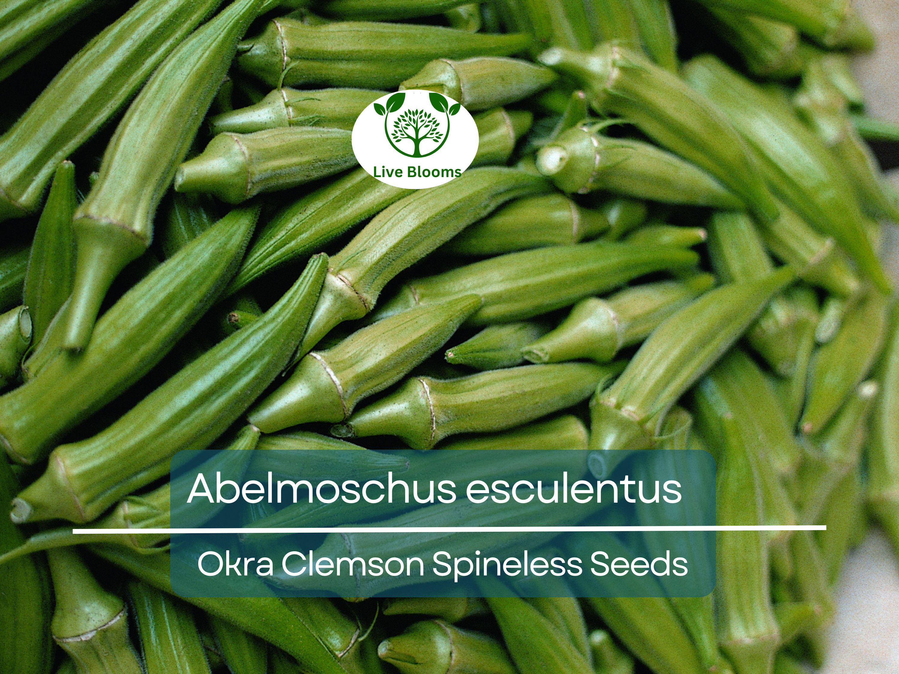 85 Seeds Okra Clemson Spineless for Planting (Abelmoschus esculentus) - Fast-Growing, Tender, Spineless Okra for Home Gardens