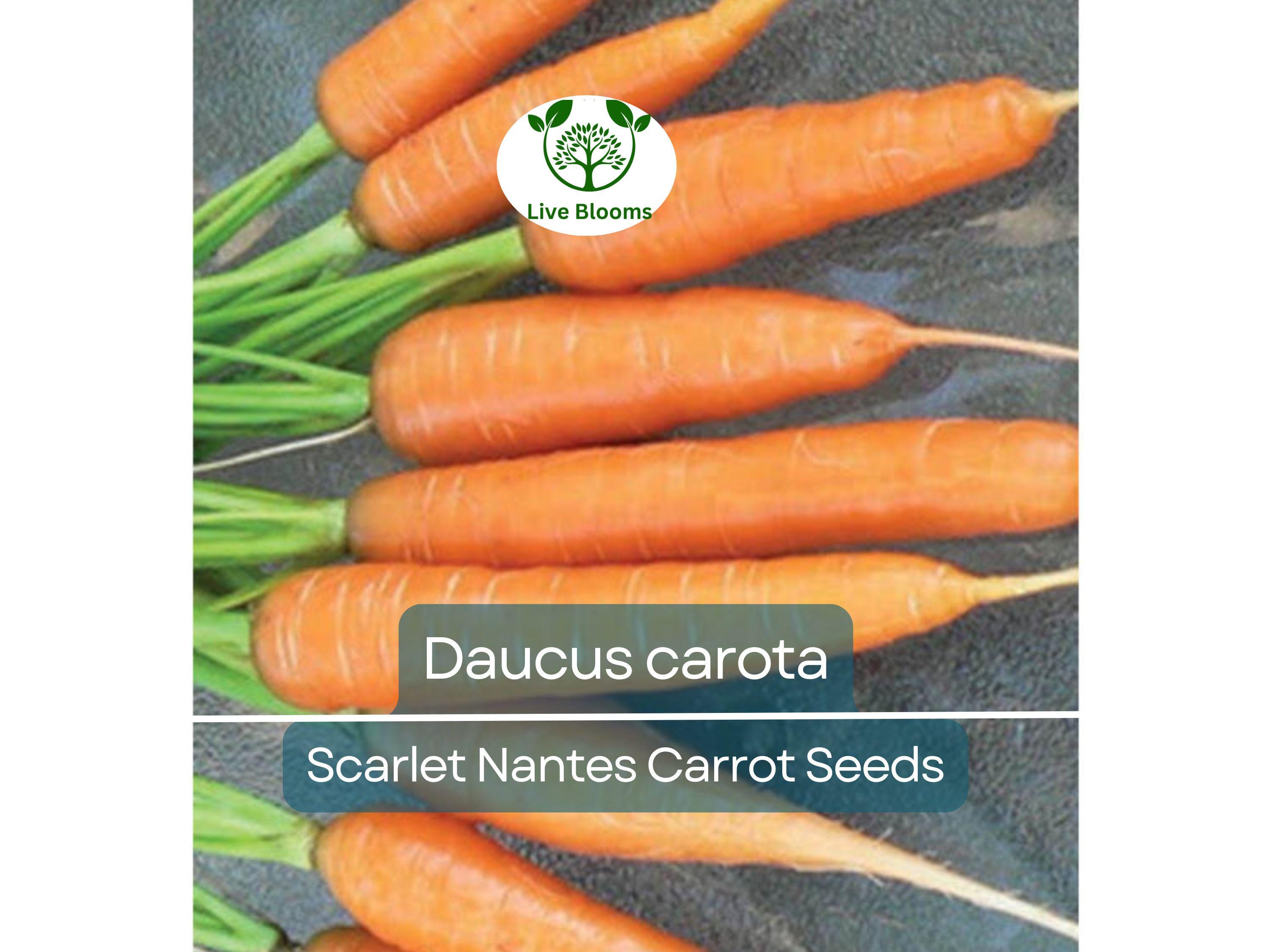 600 Seeds Scarlet Nantes Carrot - Daucus carota | Heirloom Carrot Seeds for Planting, Gardening & Sweet, Crisp Root Harvest