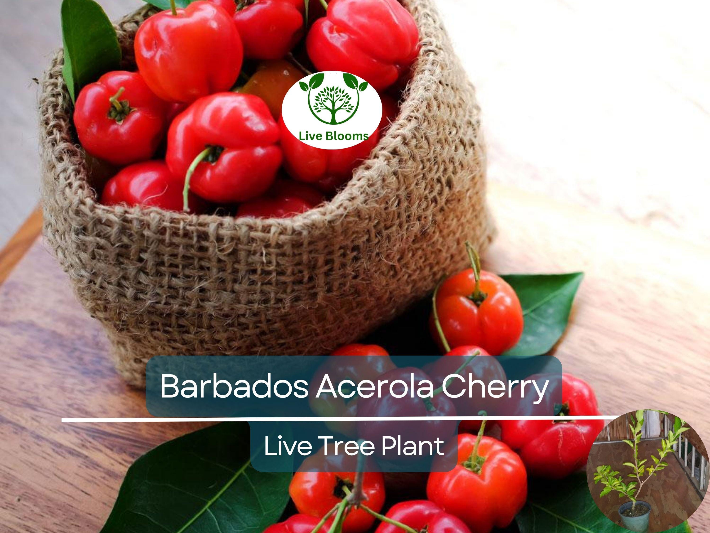 1 Barbados Acerola Cherry Tree Plant - Live 12" Cut Back, Malpighia emarginata, Edible Fruit, Tropical Cherry, Fast Growing, for Garden