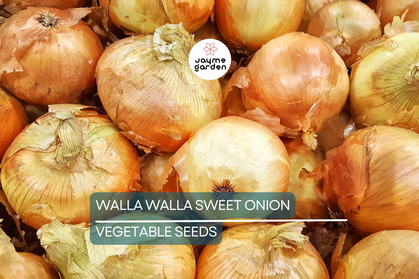 1000 Walla Walla Sweet Onion Seeds – Heirloom, Non-GMO | USA Seller, Free Shipping