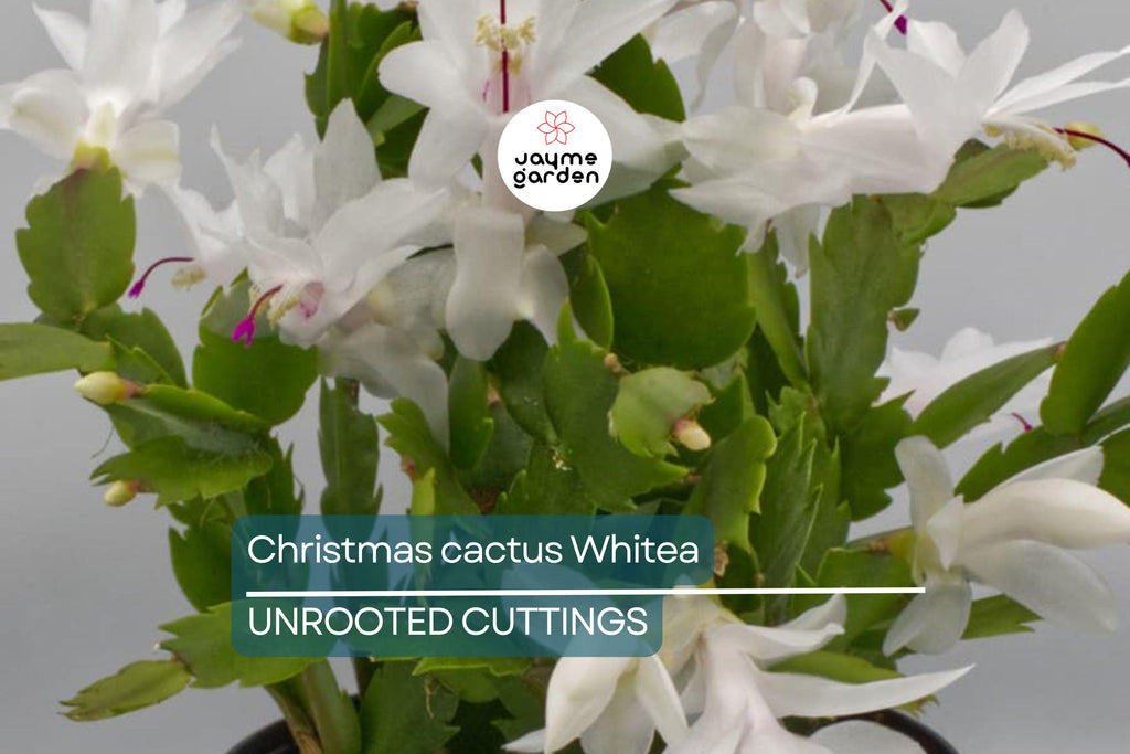 5 Christmas Cactus White Cuttings 4"-5" Unrooted | Easy-to-Propagate Holiday Cactus