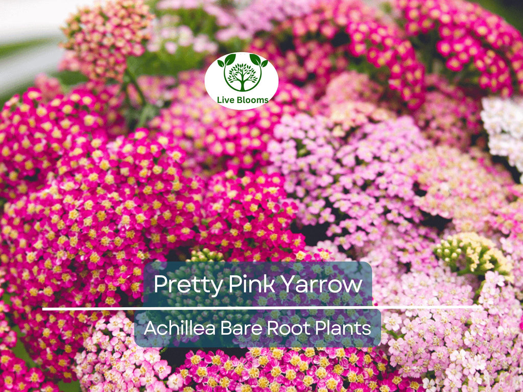 1 Pretty Pink Yarrow Live Plant - Achillea Millefolium Bare Root Perennial - Drought Tolerant Pollinator Garden Flower