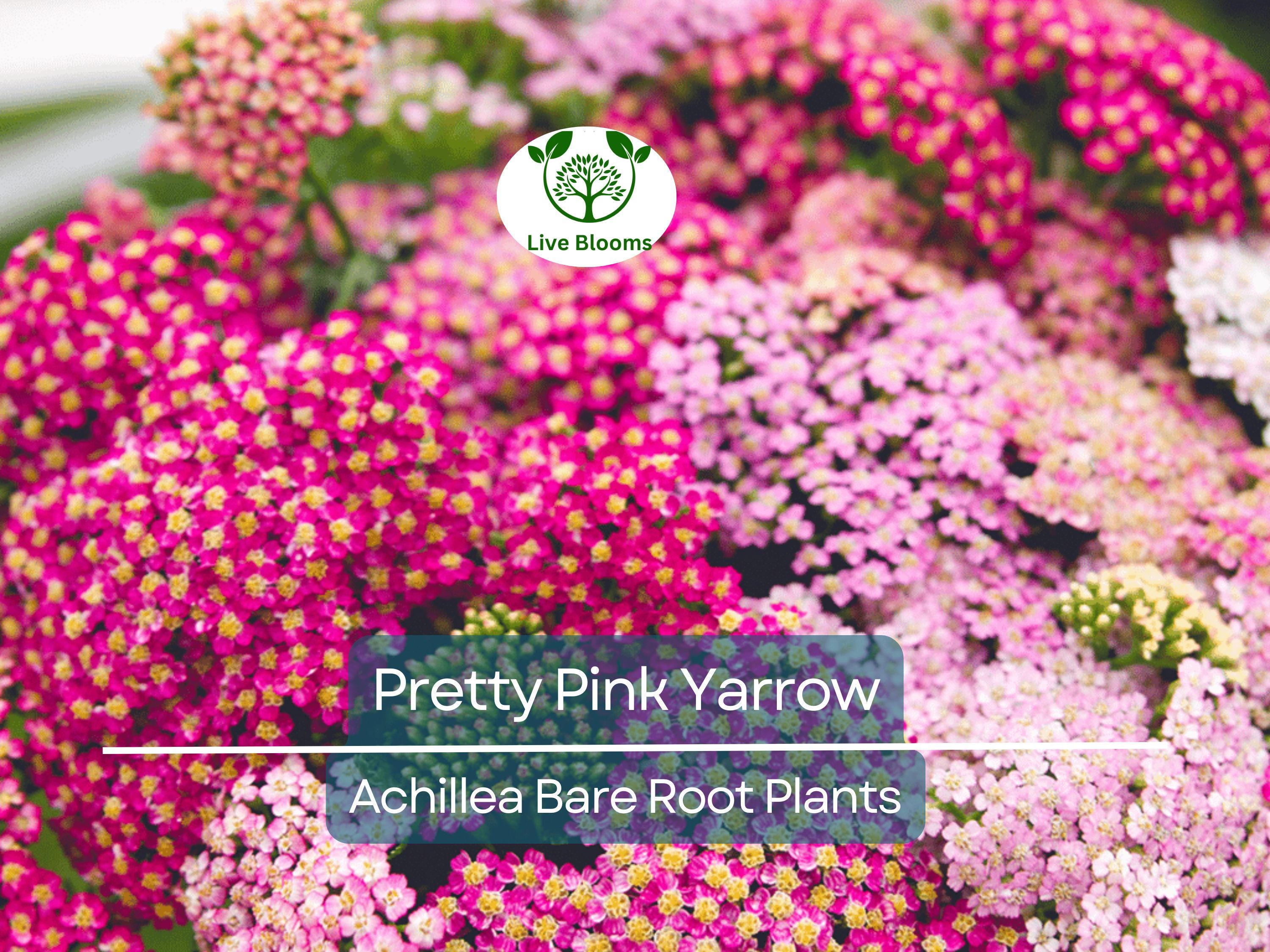 1 Pretty Pink Yarrow Live Plant - Achillea Millefolium Bare Root Perennial - Drought Tolerant Pollinator Garden Flower