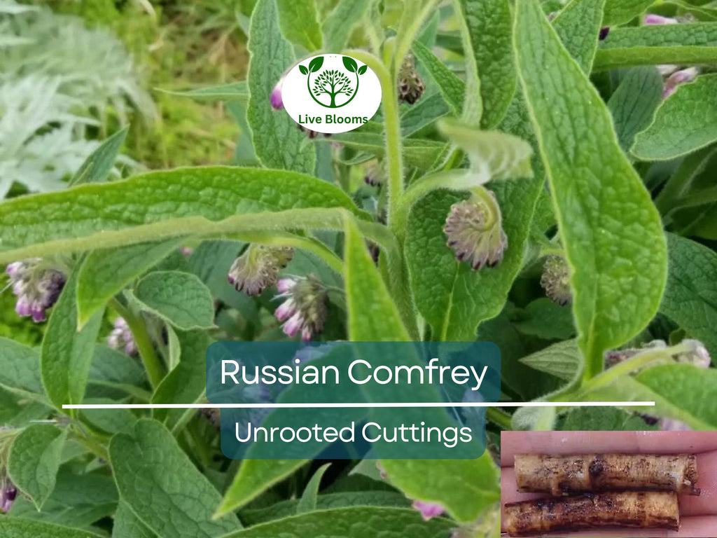 10 Russian Comfrey Unrooted Cuttings - Bocking 14 Cultivar, Symphytum x uplandicum, Herb, Organic Fertilizer, Easy to Grow Starter