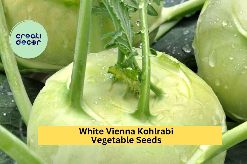 3pcs of 500mg White Vienna Kohlrabi Seeds – Mild, Crisp Bulb Vegetable for Spring & Fall Home Garden Planting Seeds for Planting