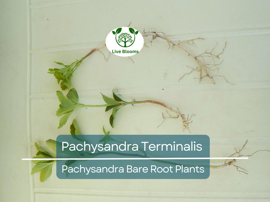35 Pachysandra Plants – Bare Root Terminalis Spurge – Evergreen Ground Cover – Organic Roots – Shade-Loving Landscape Filler
