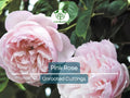 1 Pink Garden Rose Unrooted Cutting | Climbing Rose (Rosa spp.) | 5-8 Inches Long | Perfect for Propagation & Garden Planting
