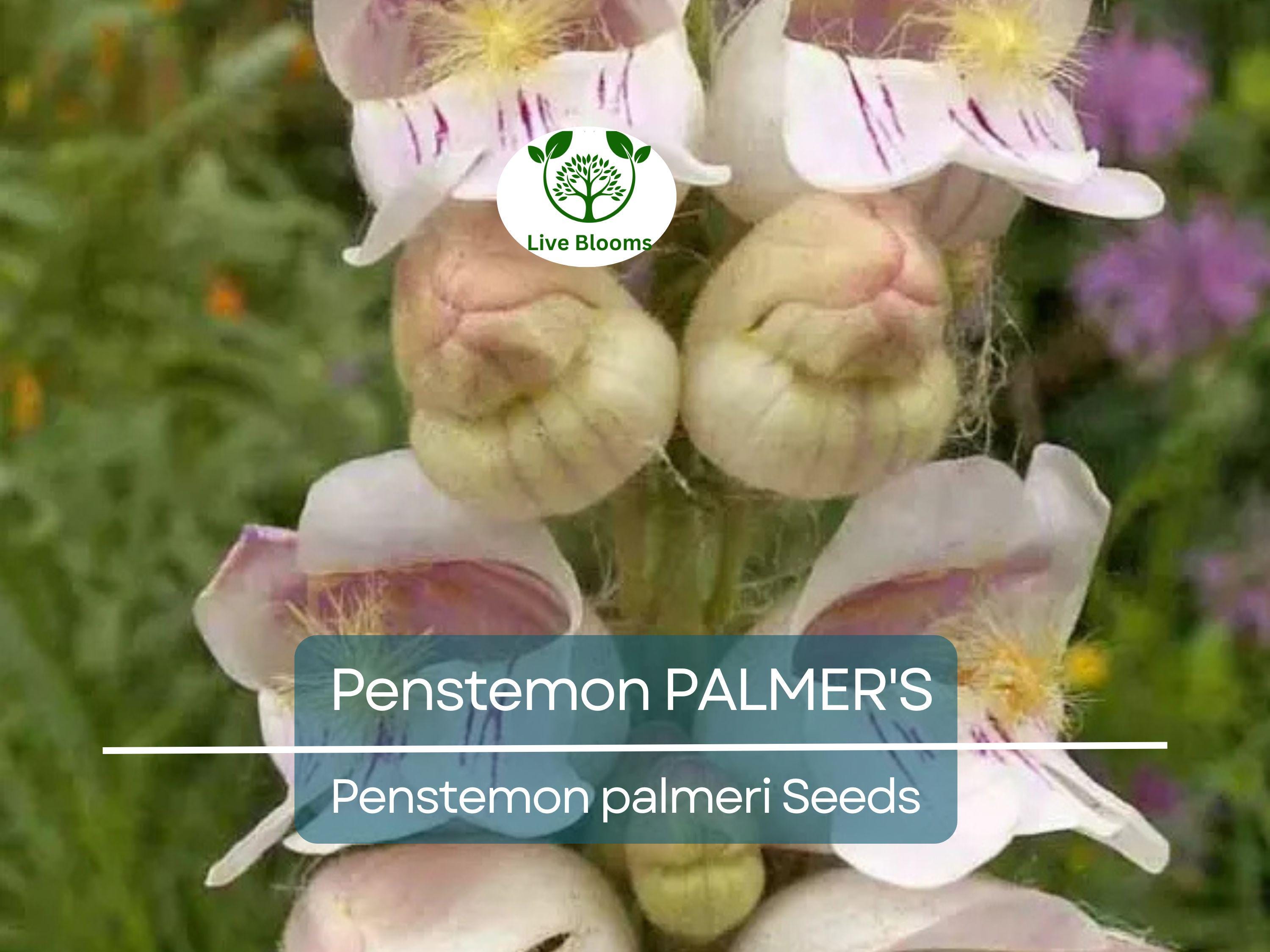 500 Seeds Penstemon PALMER'S Perennial, Hummingbird & Bee Friendly, Non-GMO, Scented Flowers, Long-Lasting Blooms, Penstemon palmeri Seeds