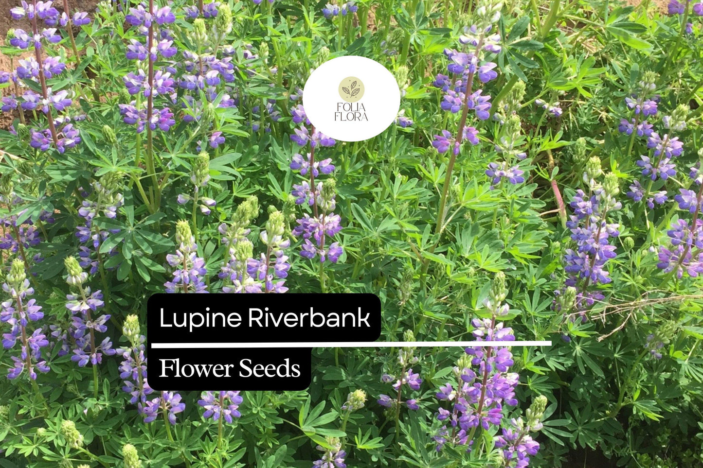 25+ Riverbank Lupine Seeds | Blue Lupinus | Elegant Spring Bloom Spikes for Garden Planting