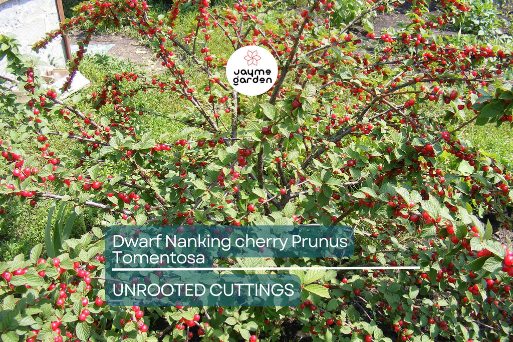 10 Unrooted Cuttings Dwarf Nanking Cherry Prunus Tomentosa Semi-Hardwood (6-7”)