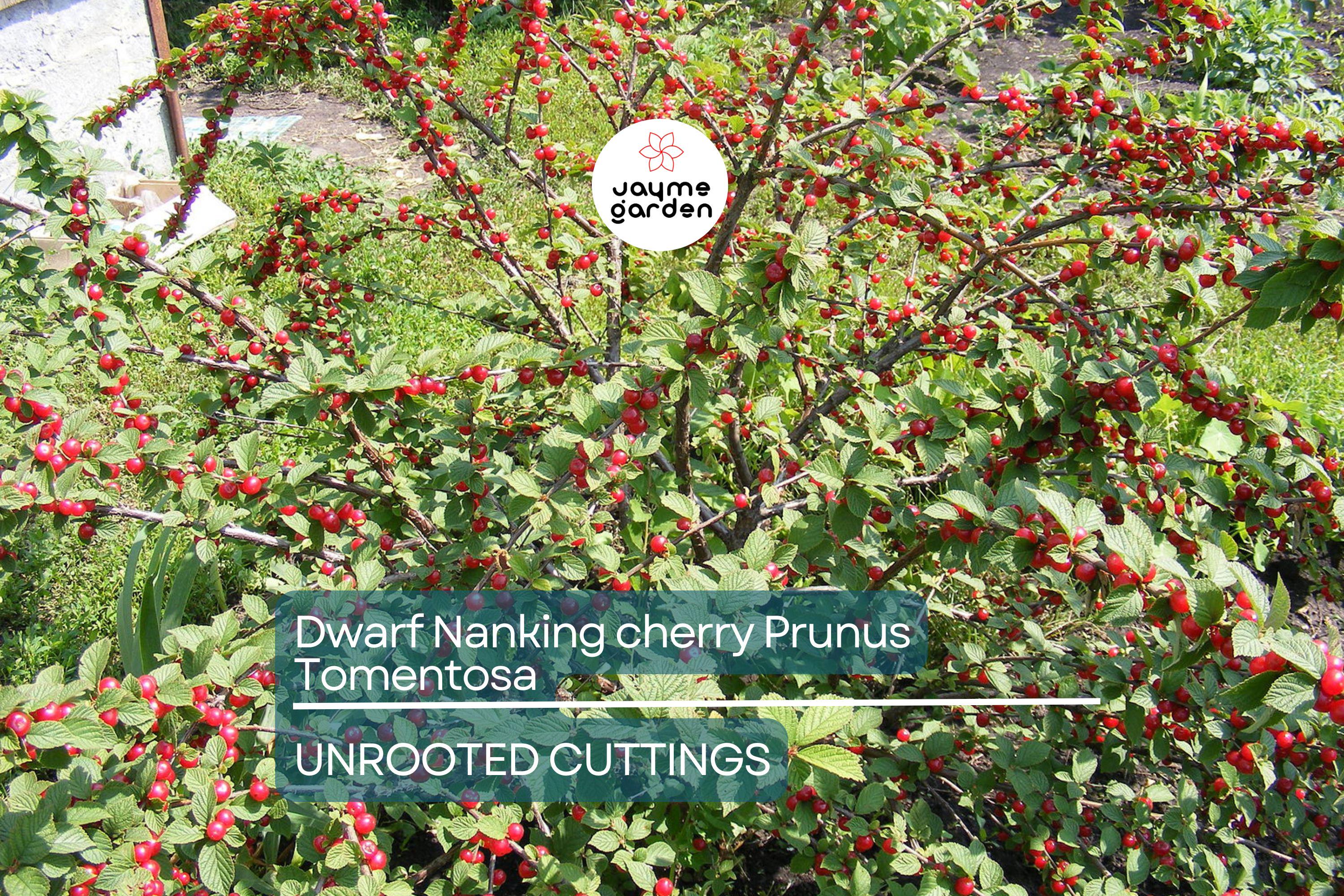 10 Unrooted Cuttings Dwarf Nanking Cherry Prunus Tomentosa Semi-Hardwood (6-7”)