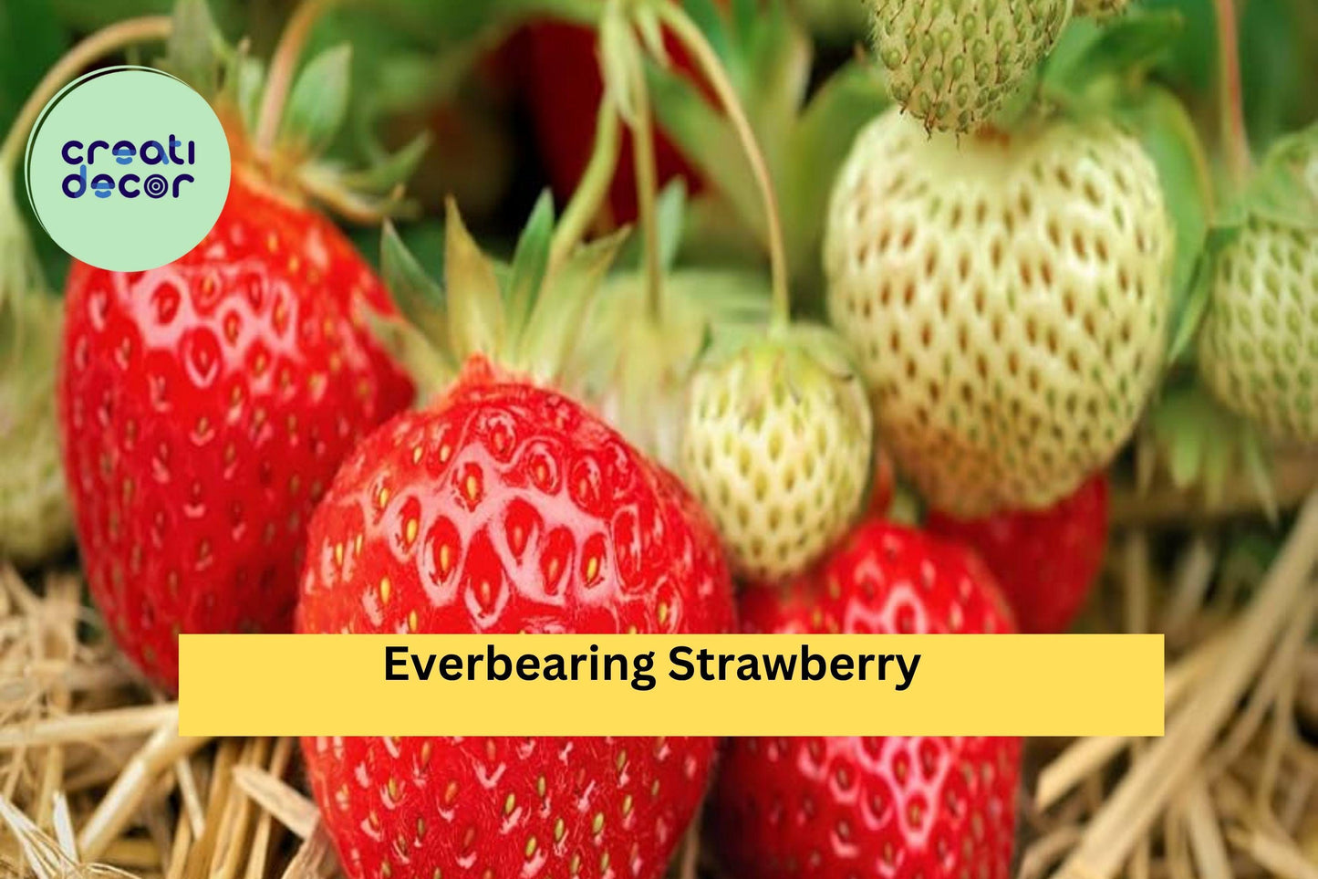 Everbearing Strawberry Roots (5 Pack) – Bare Root Plants – Sweet Fruit Variety for Continuous Harvests & Home Gardens