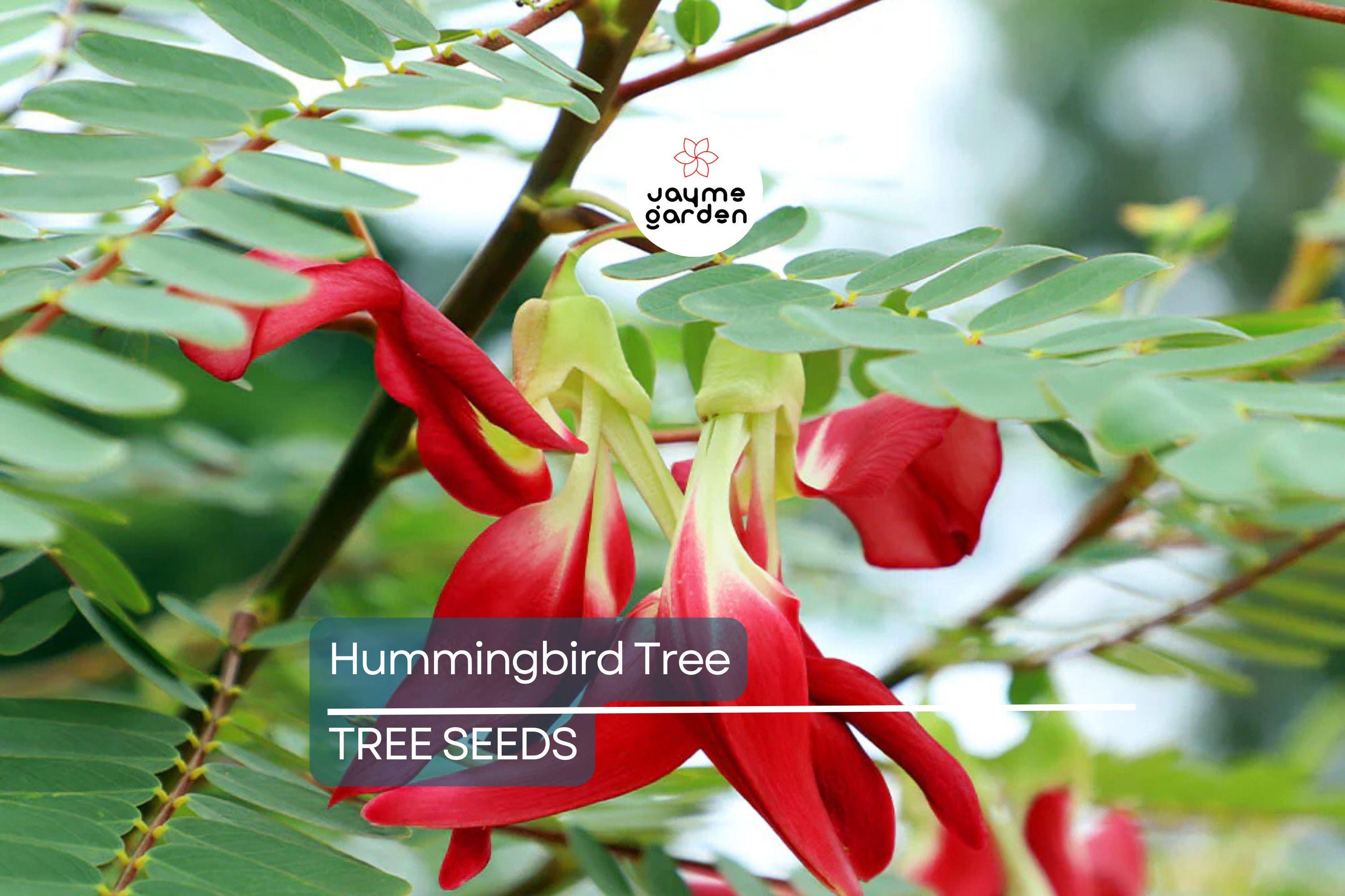 20 Hummingbird Tree Seeds (Sesbania grandiflora) "Agati" – Tropical 50 Ft Tree, Fast Growing & Rare Flowering Plant