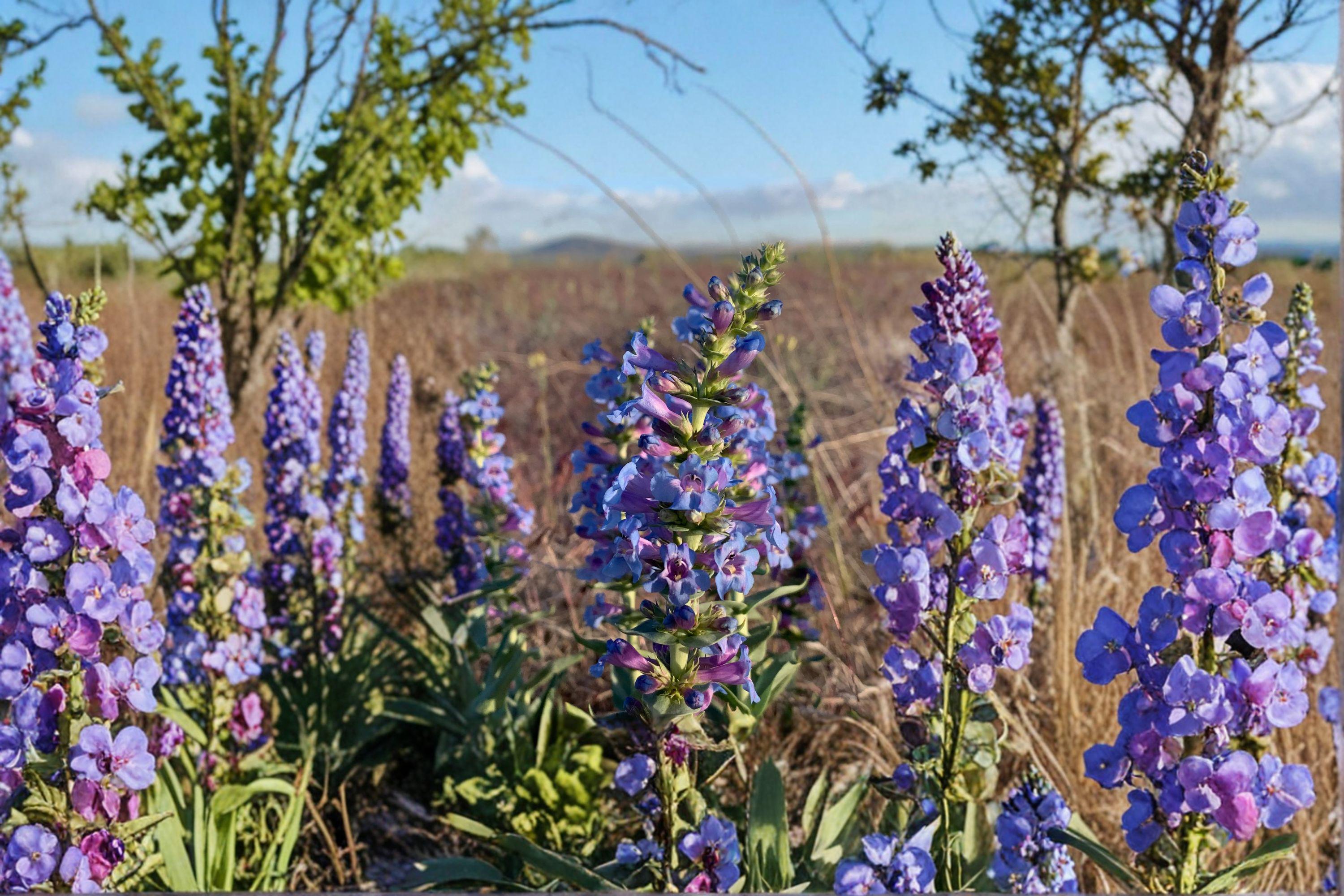 Penstemon acuminatus – Sand Penstemon 50 Seeds | Native Desert Wildflower | Pale Lavender Blooms | Drought-Tolerant Perennial