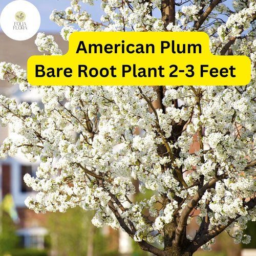 1 American Plum Tree (Prunus americana) - Live Bare Root Plant for Gardens & Landscapes 2-3 Feet